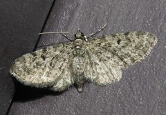 Eupithecia fletcherata