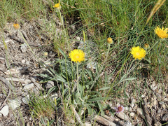 Pentanema montanum