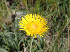 Pentanema montanum