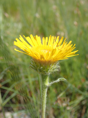 Pentanema montanum