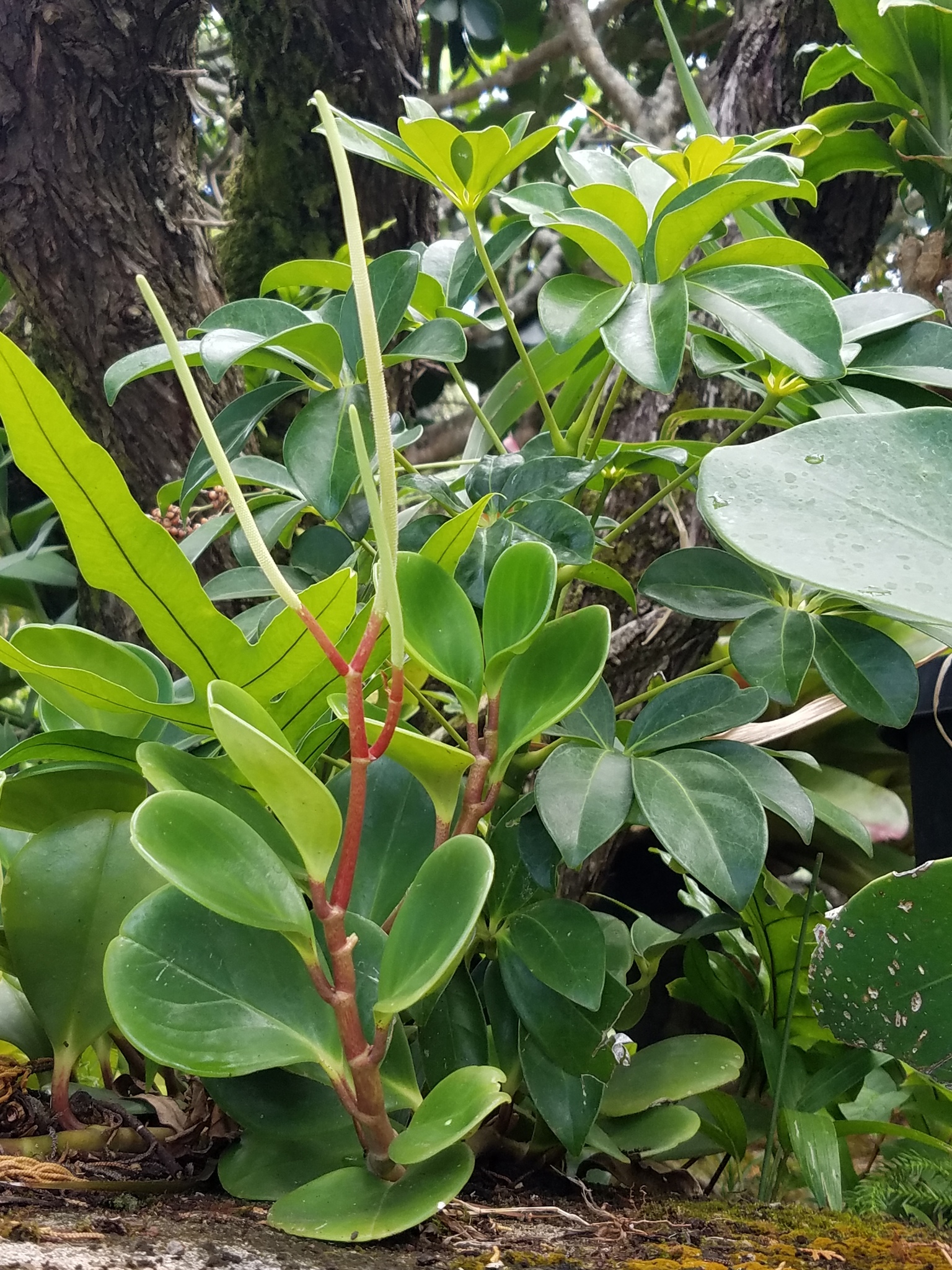 Planta de Jade (Peperomia obtusifolia) · Natusfera