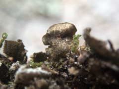 Sticta babingtonii