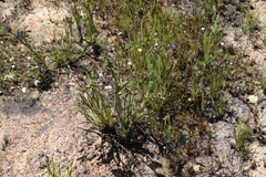 Aristea oligocephala