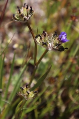 Aristea oligocephala