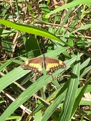 Papilio phorcas ansorgei