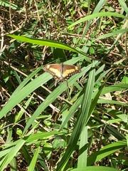 Papilio phorcas ansorgei