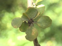 Pittosporum obcordatum