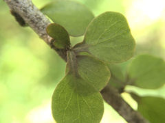 Pittosporum obcordatum
