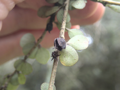 Pittosporum obcordatum