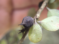 Pittosporum obcordatum