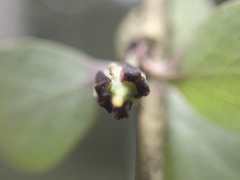 Pittosporum obcordatum
