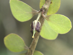 Pittosporum obcordatum