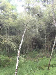 Pittosporum obcordatum