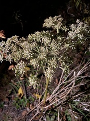 Angelica sylvestris