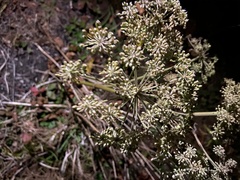 Angelica sylvestris