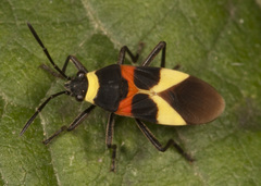 Craspeduchus variegatus