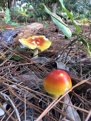 Amanita
