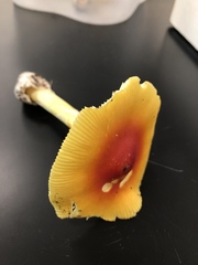 Amanita