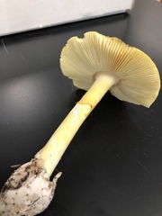 Amanita
