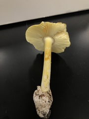 Amanita