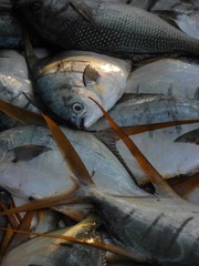 Trachinotus rhodopus