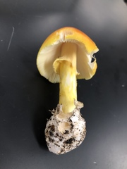Amanita