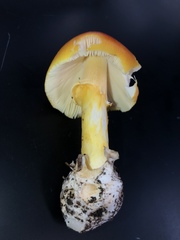 Amanita