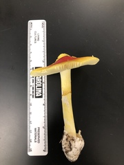 Amanita