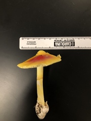 Amanita