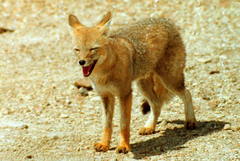 Lycalopex