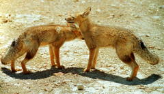 Lycalopex