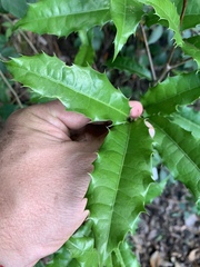 Olmediella betschleriana