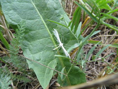 Pterophorus pentadactyla