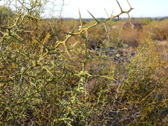 Hualania colletioides