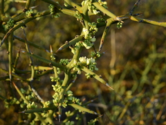 Hualania colletioides