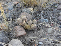 Tephrocactus articulatus
