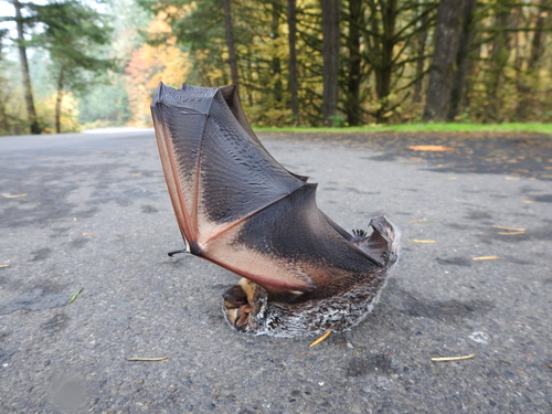 Northern Hoary Bat photographed in Oregon