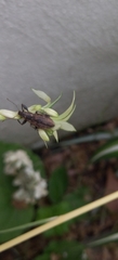Naupactus versatilis