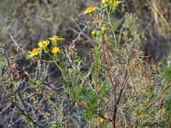 Senecio subulatus erectus