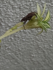 Naupactus versatilis