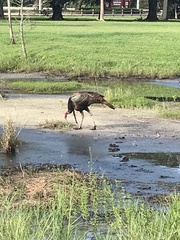 Meleagris gallopavo osceola