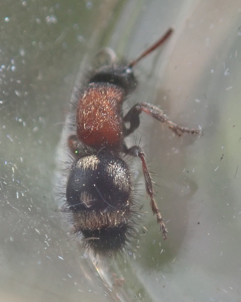 Physetopoda punctata