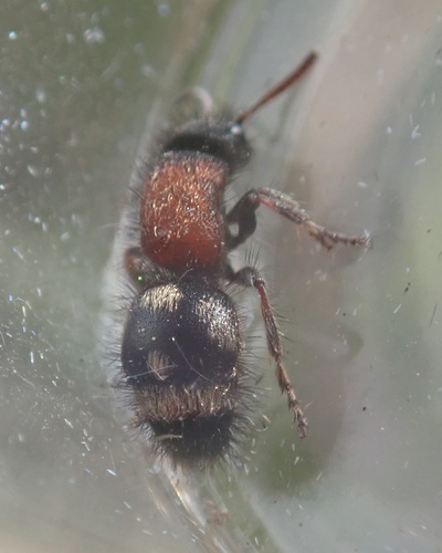 Physetopoda punctata