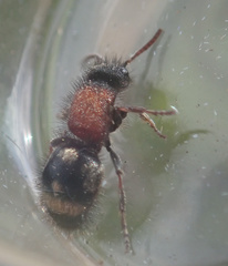 Physetopoda punctata