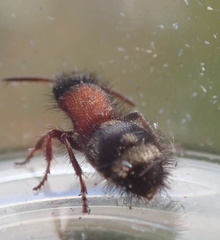 Physetopoda punctata