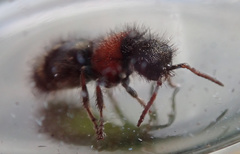 Physetopoda punctata