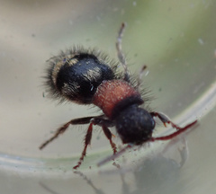 Physetopoda punctata