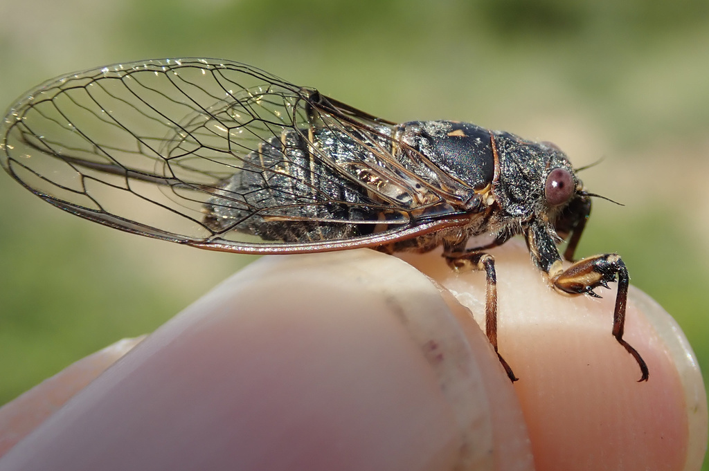 Tettigettula pygmea
