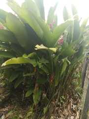Heliconia bihai