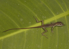 Anolis zeus